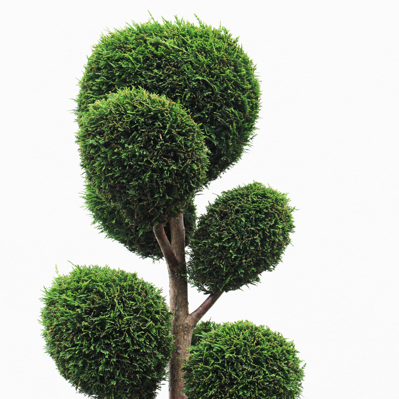 Tree & Shrub care Harare